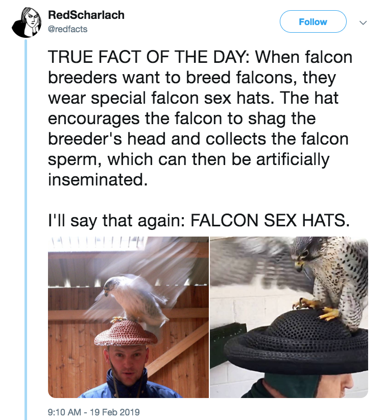 this is a bird sex hat